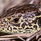 (3) Ein junges Männchen der Zauneidechse (Lacerta agilis) - ...