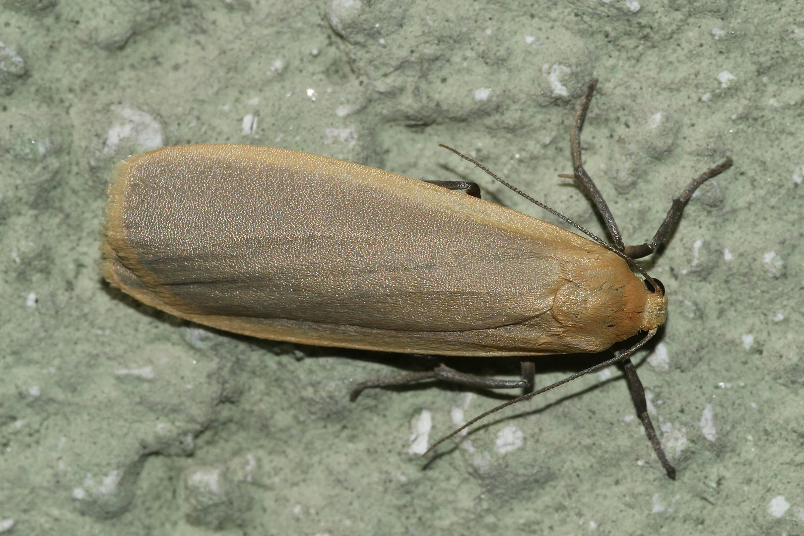 (3) Ein "Lichtfang" - das Nadelwald-Flechtenbärchen (Eilema depressa)