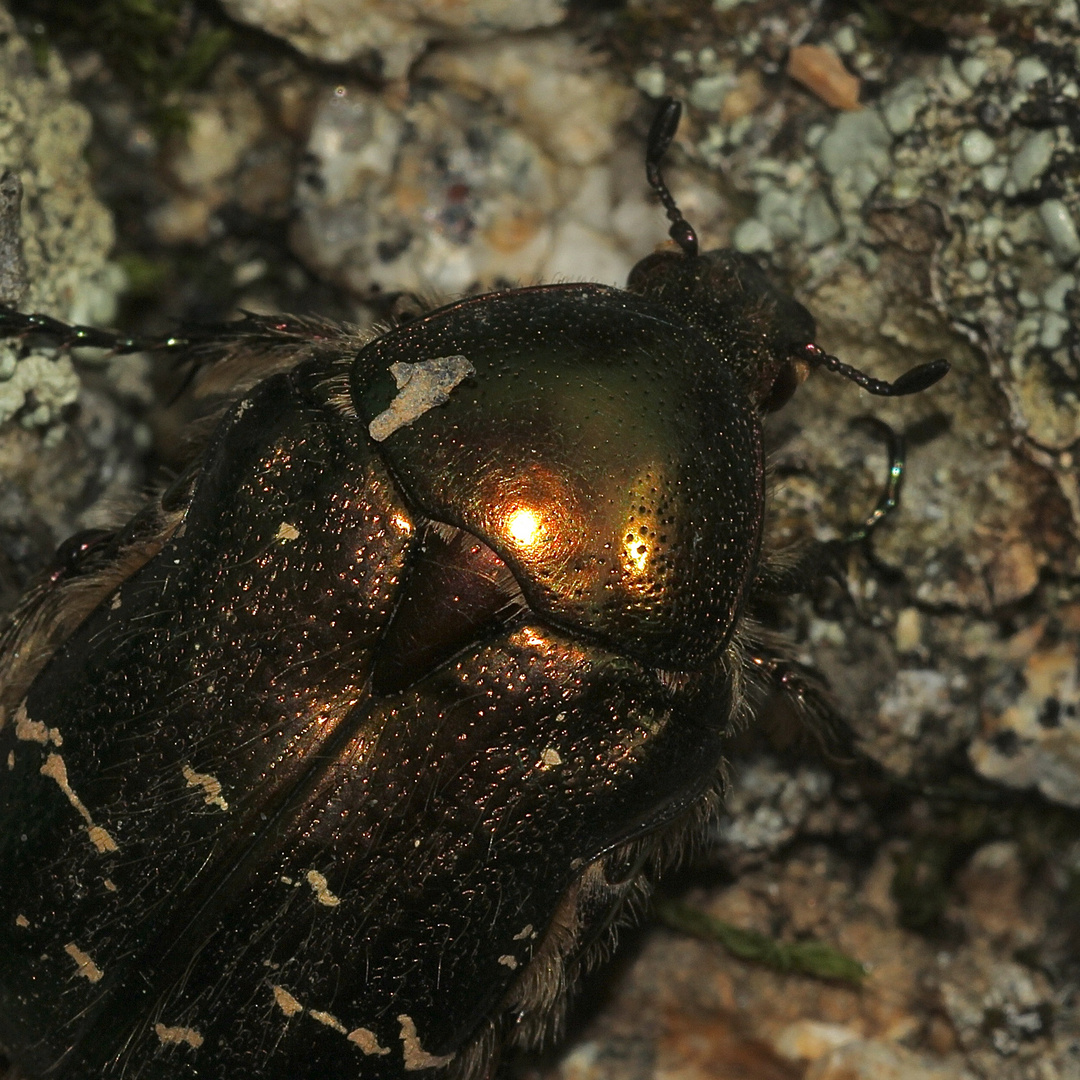 (3) Ein Männchen des Gold-Rosenkäfers (Cetonia aurata)