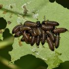 (3) Ein "Marienkäfer" und ein paar Larven ...??? Nee!