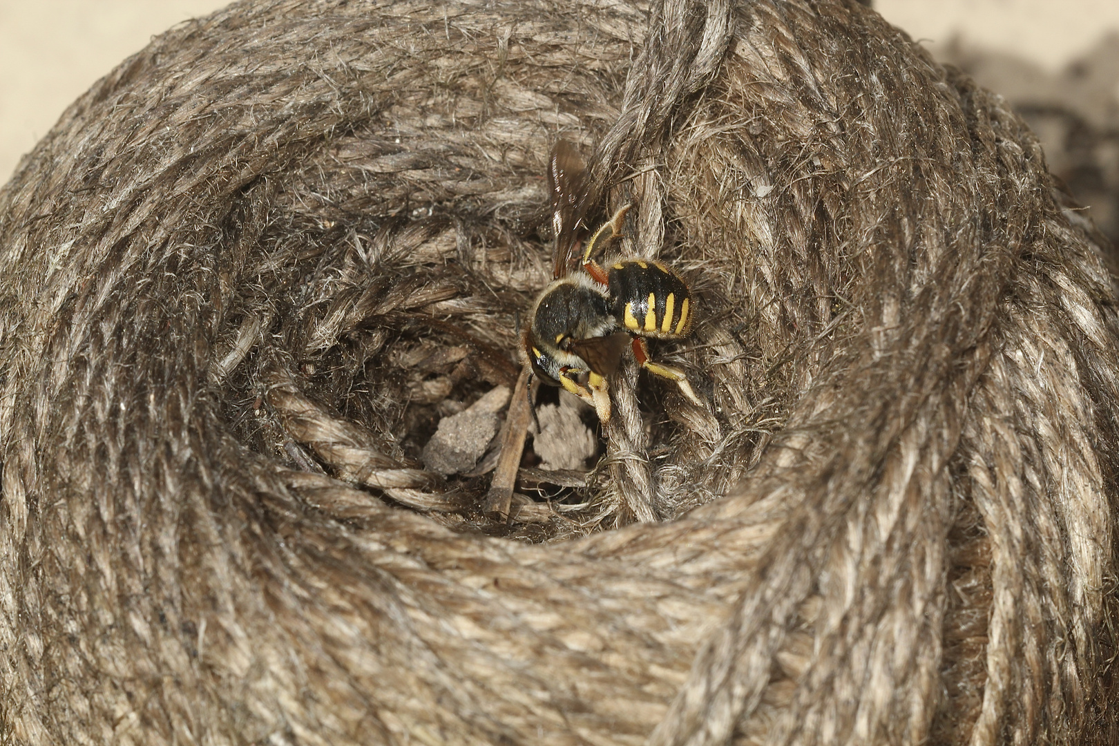 (3) Ein Nest der Großen Wollbiene (Anthidium manicatum)