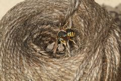 (3) Ein Nest der Großen Wollbiene (Anthidium manicatum)