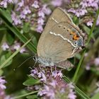 (3) Ein Pärchen des Kreuzdorn-Zipfelfalters (Satyrium = Thekla) spini 