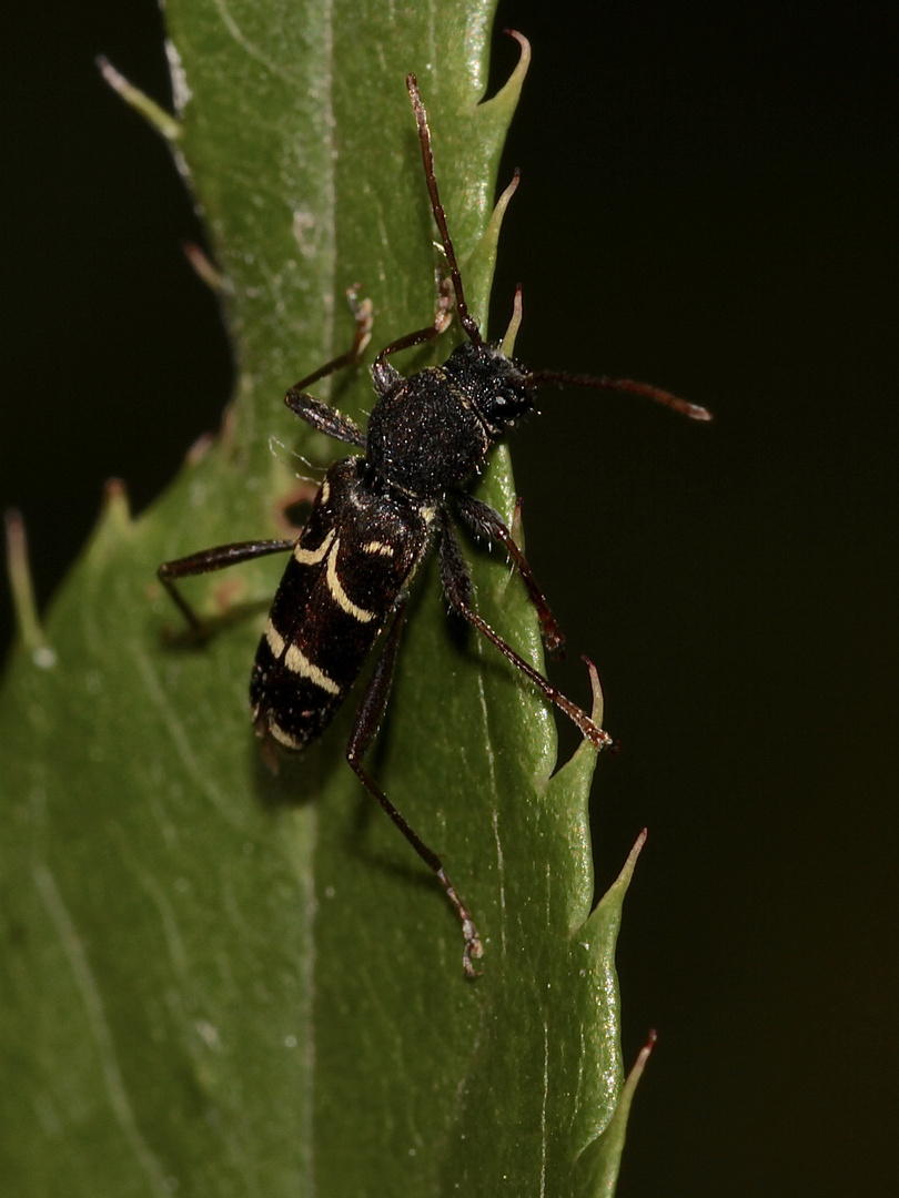 (3) Ein Plädoyer für den Naturschutz: Der Schmalfühlerige Widderbock (Clytus lama) ...