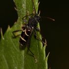 (3) Ein Plädoyer für den Naturschutz: Der Schmalfühlerige Widderbock (Clytus lama) ...