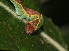 (3) Ein Portrait der Raupe des Buchen- oder Weidengabelschwanzes ...