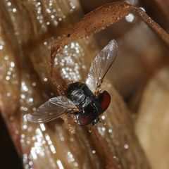 (3) Ein Stutzkäfer (Fam. Histeridae): MARGARINOTUS PURPURASCENS