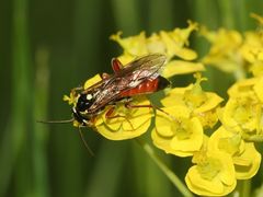 (3) Ein Weibchen der Blattwespe TENTHREDOPSIS STIGMA