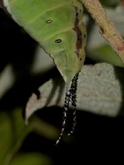 (3) Eine ausgewachsene Raupe des Großen Gabelschwanzes (Cerura vinula)!