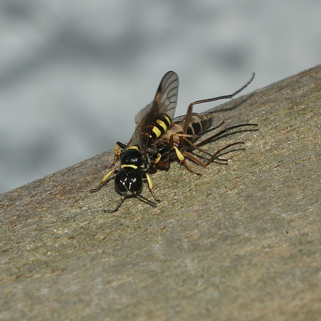 (3) Eine Grabwespe (Fam. Crabronidae) der Gattung CROSSOCERUS ...