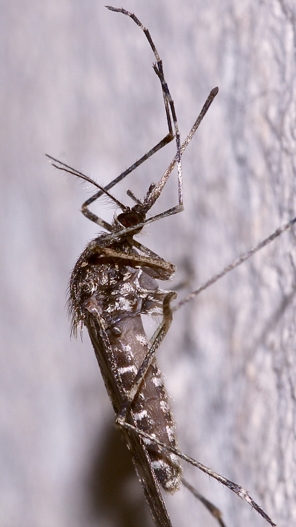 (3) Eine große weibliche Ringelmücke - Culiseta annulata