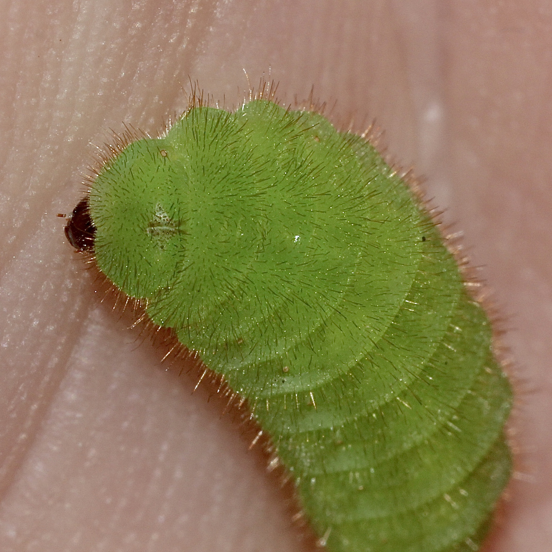 (3) Eine Raupe des Faulbaum-Bläulings (Celastrina argiolus) ...