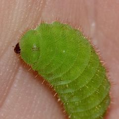 (3) Eine Raupe des Faulbaum-Bläulings (Celastrina argiolus) ...