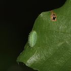 (3) Eine Raupe des Großen Schneckenspinners (Apoda limacodes)