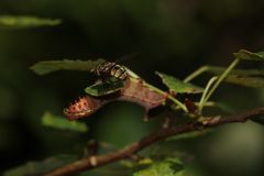 (3) Eine Raupe des Kamelzahnspinners (Ptilodon capucina) ...