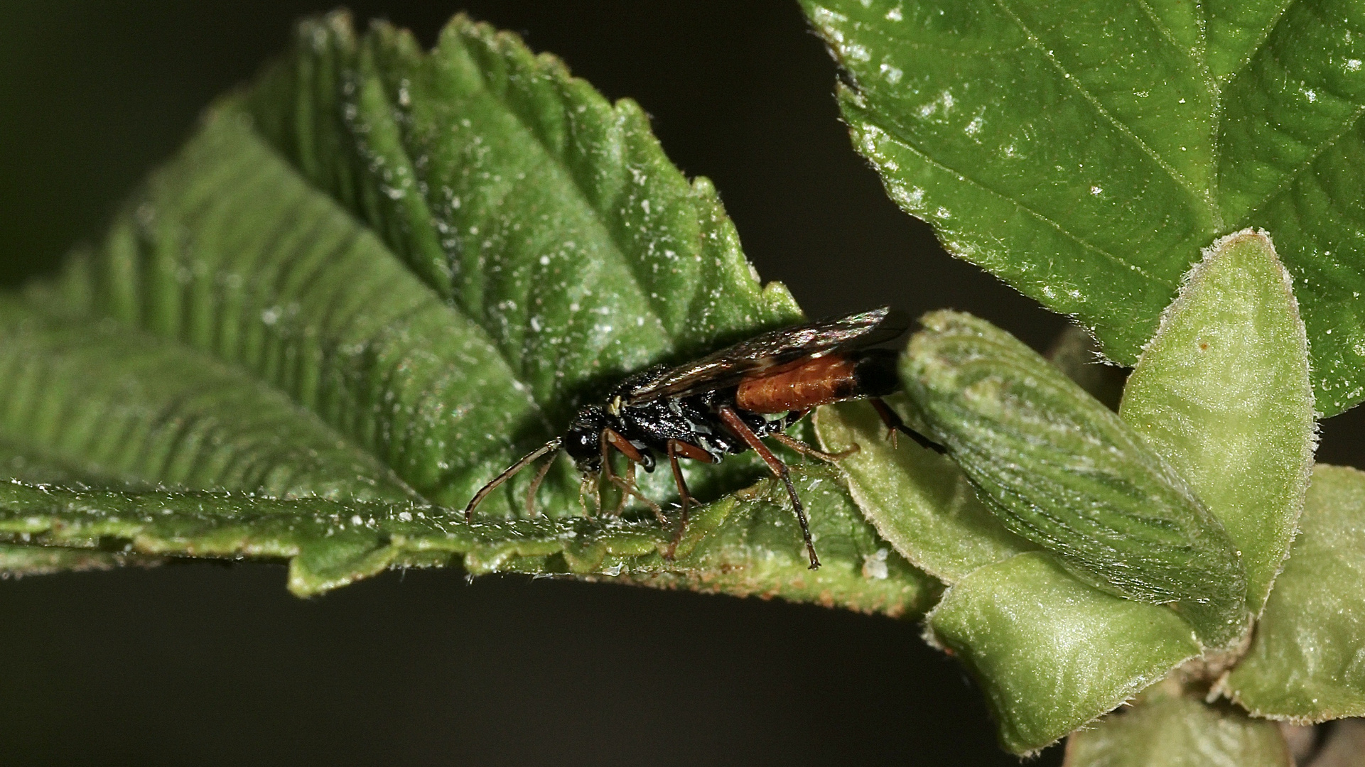 (3) Eine schöne Blattwespe: AGLAOSTIGMA AUCUPARIAE)