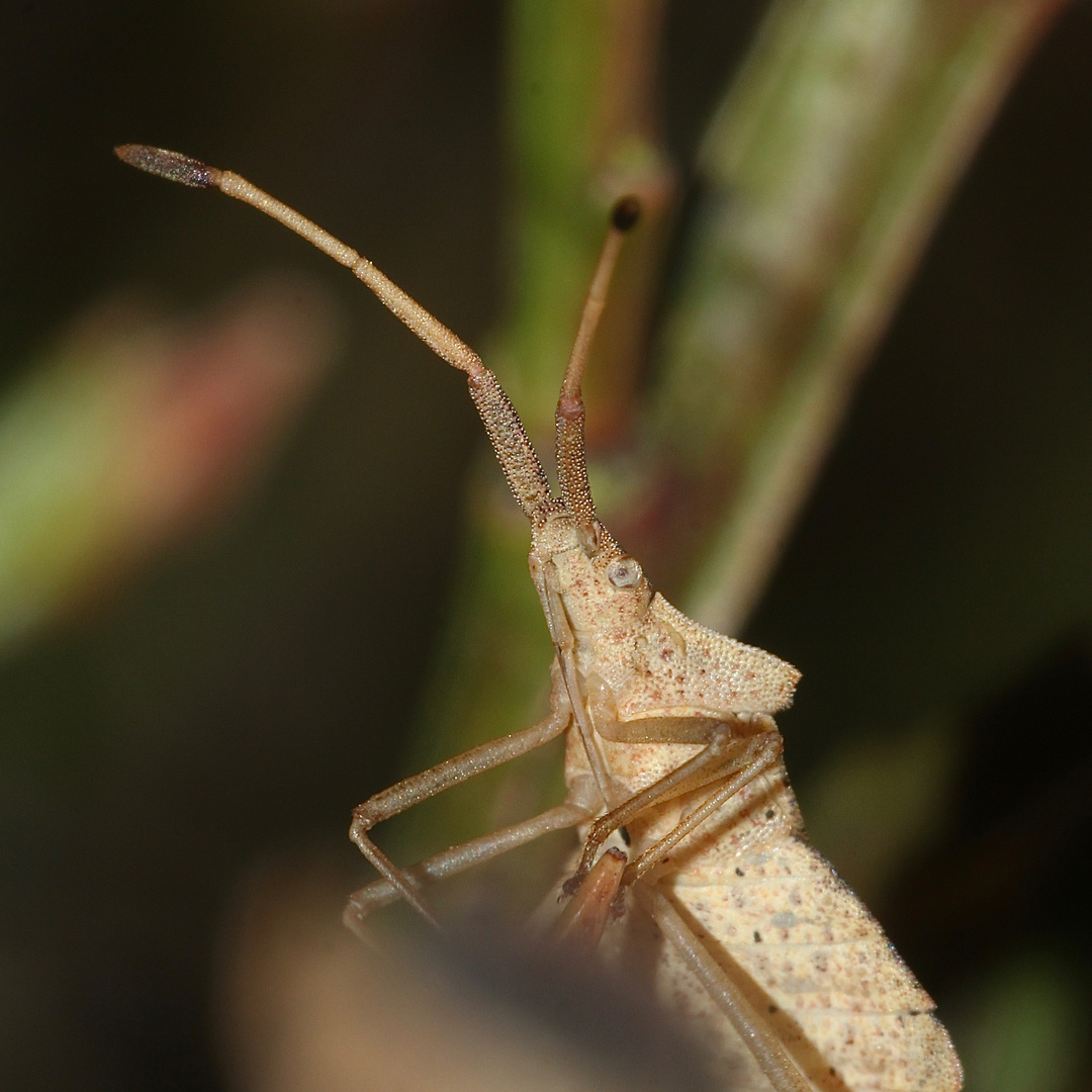 (3) Eine seltsame Gestalt - die Rhombenwanze ( Syromastus rhombeus)