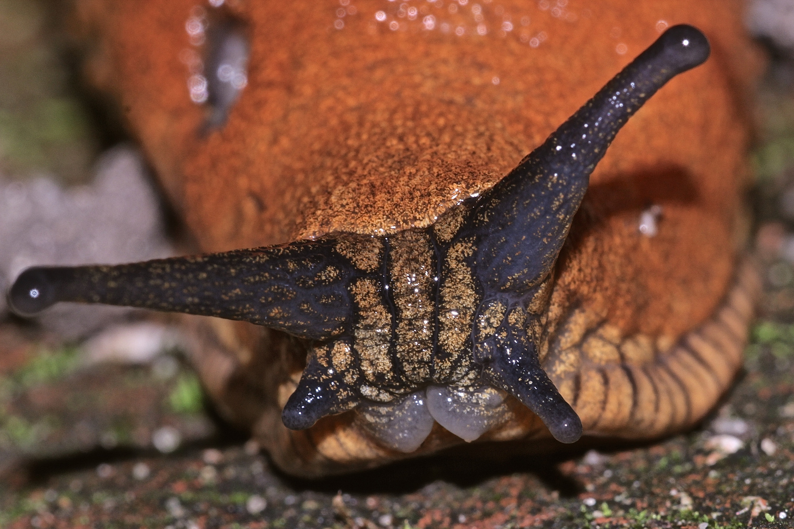 (3) Eine WEGSCHNECKE (Arion sp.)