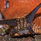 (3) Eine WEGSCHNECKE (Arion sp.)