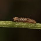 (3) Einiges vom Aurorafalter (Anthocharis cardamines), erlebt an einem einzigen Tag!