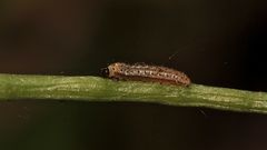 (3) Einiges vom Aurorafalter (Anthocharis cardamines), erlebt an einem einzigen Tag!