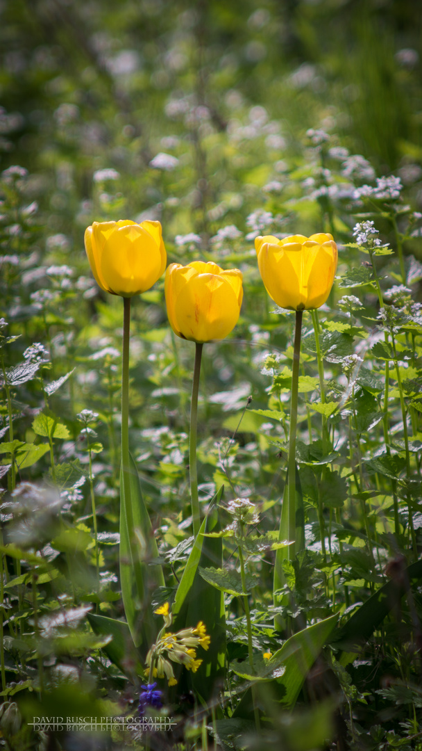 3 einsame Tulpen