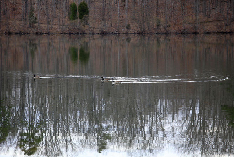 3 Enten auf dem Lake Haiger