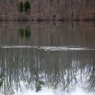 3 Enten auf dem Lake Haiger