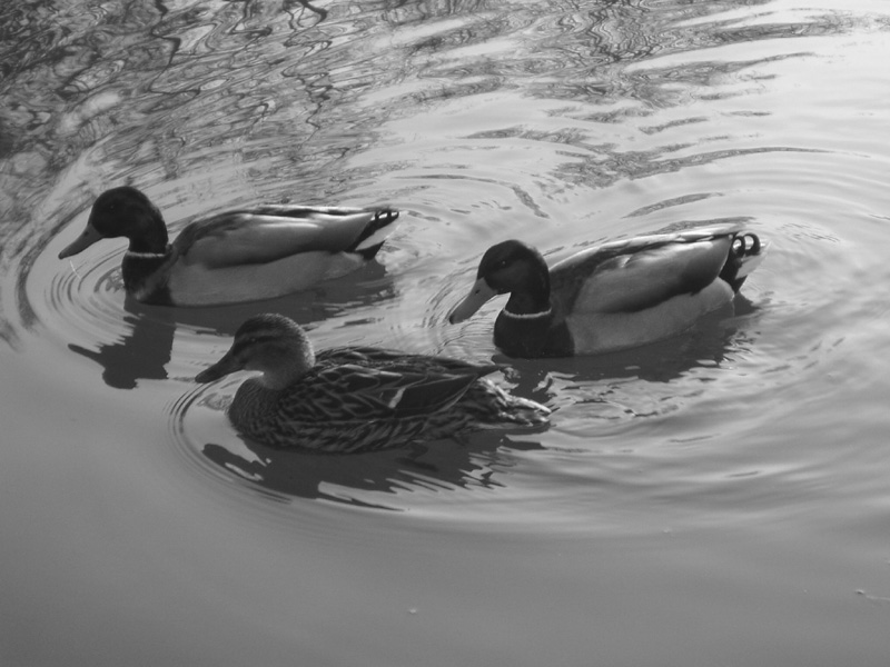 3 Enten auf einem Teich