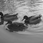 3 Enten auf einem Teich