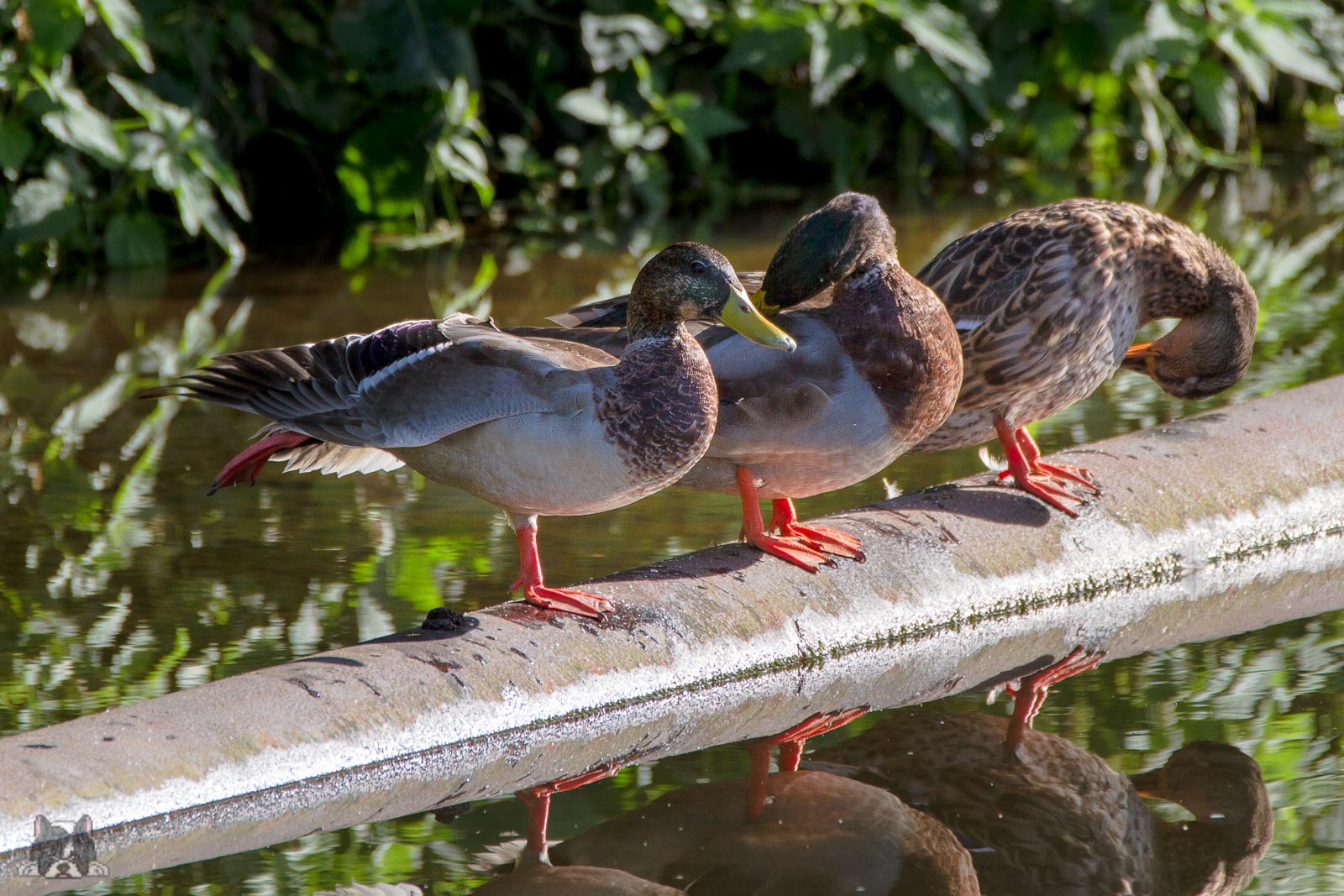 3 Enten beim Sonnenbaden