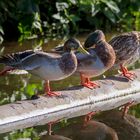 3 Enten beim Sonnenbaden