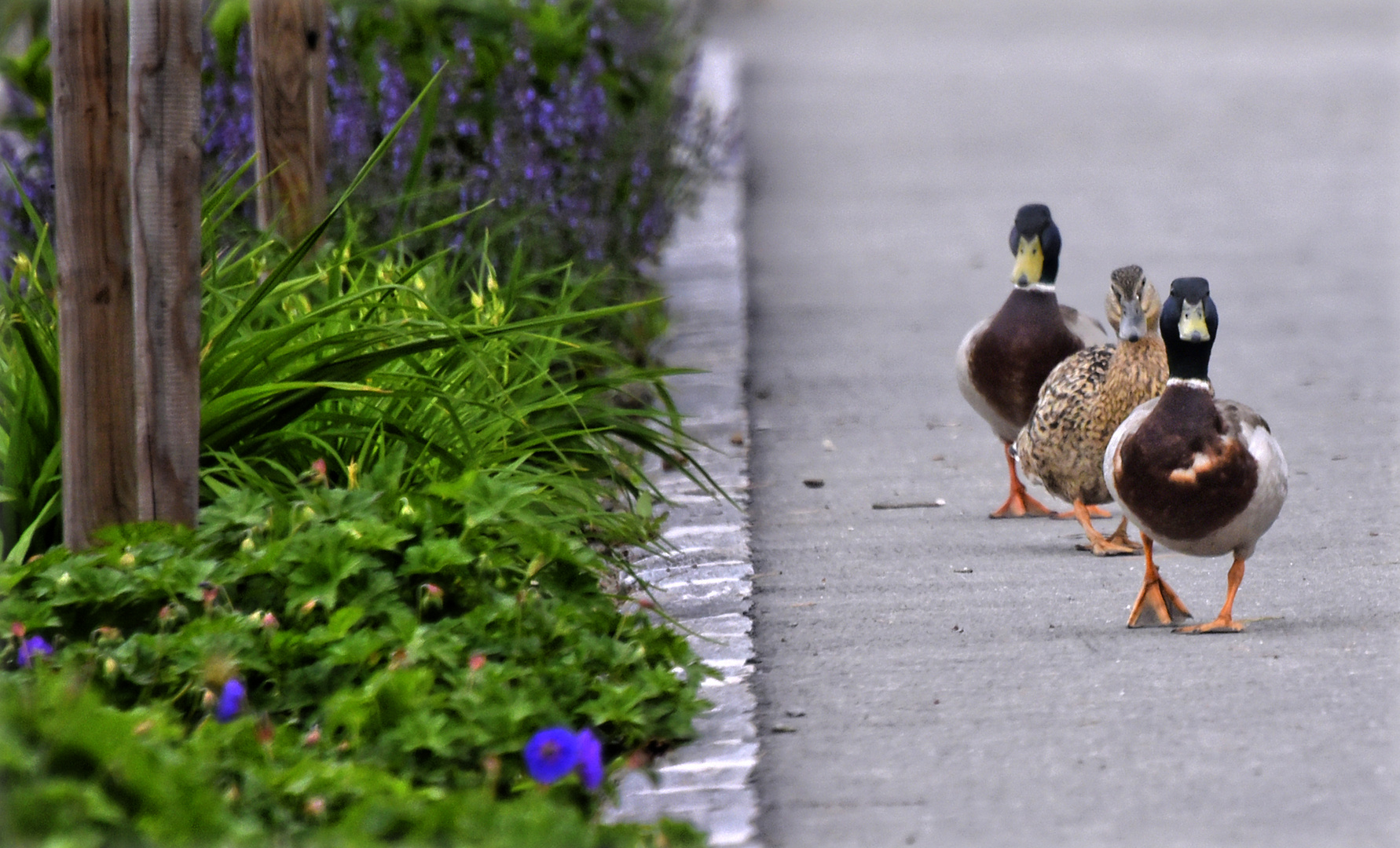 3 Enten im Gänsemarsch Foto & Bild tiere, wildlife, natur Bilder auf
