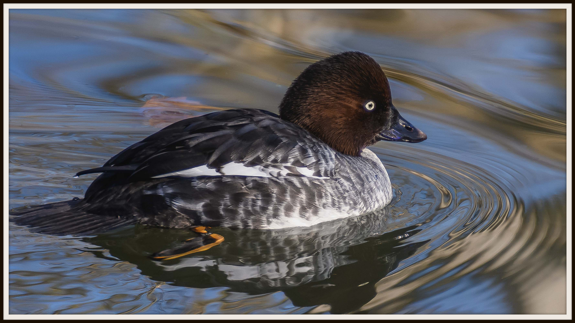 3. Entenbilder vom Feb. 2019