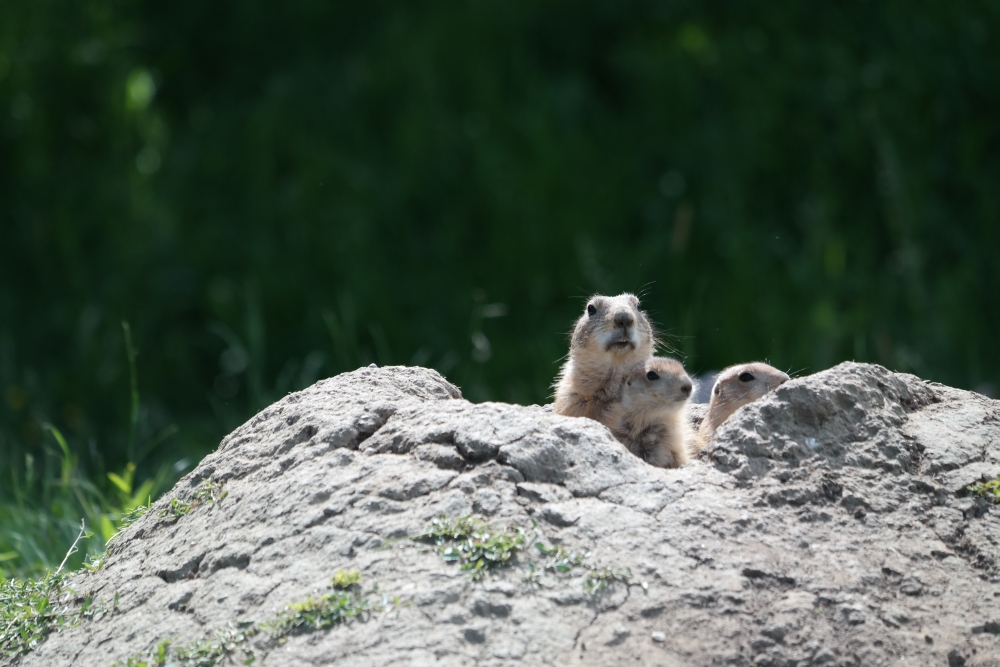 3 Erdmännchen