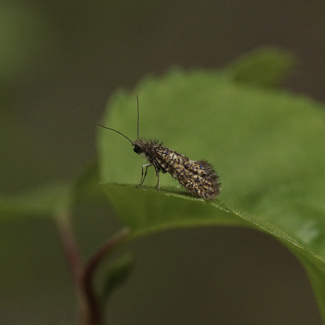 (3) Eriocrania semipurpurella oder sangii aus der Familie der Trugmotten (Eriocraniidae)