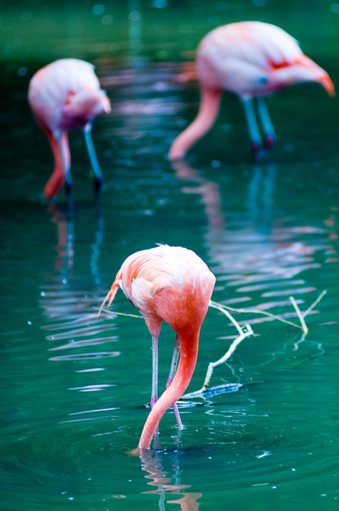 3-erlei Flamingo