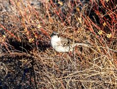 3) Espanola Mockingbird, Galapagos.           9500-2