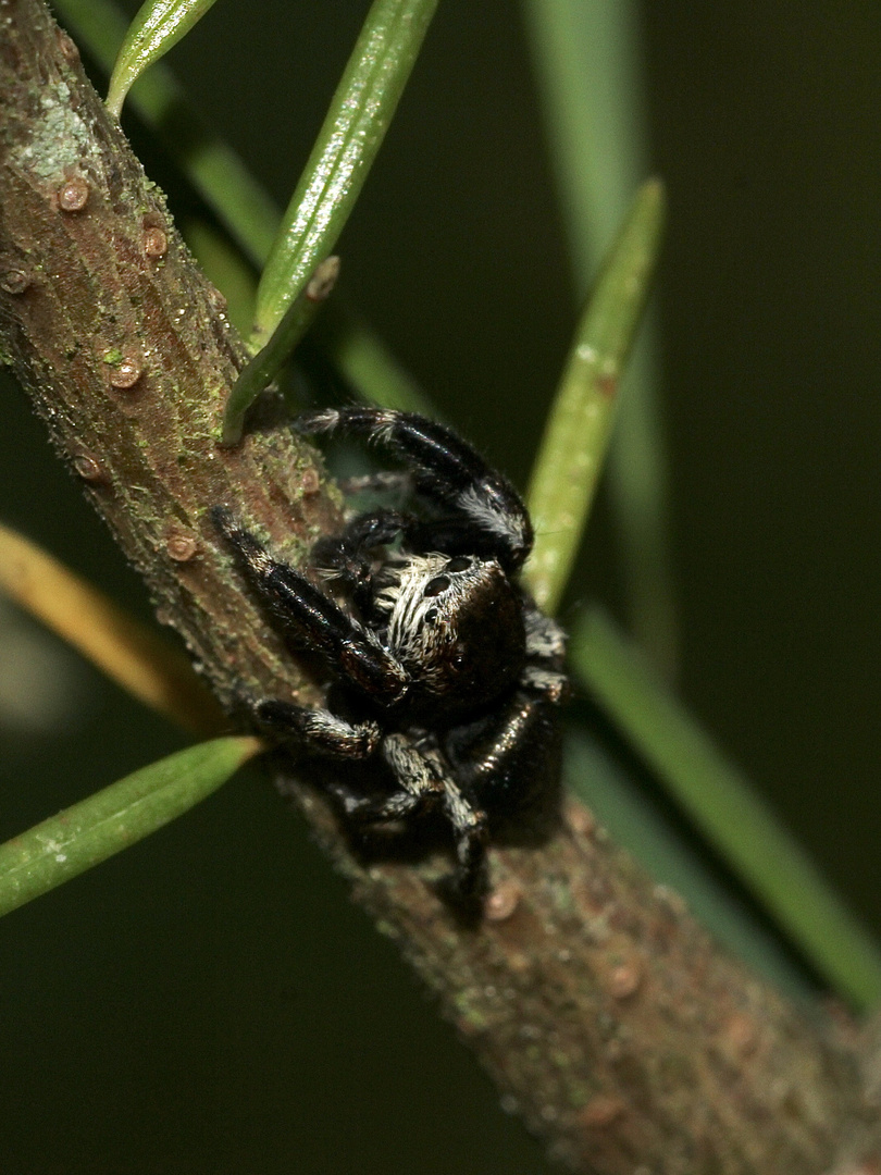 (3) EVARCHA ARCUATA, eine relativ häufige Springspinne ...