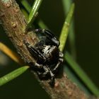 (3) EVARCHA ARCUATA, eine relativ häufige Springspinne ...