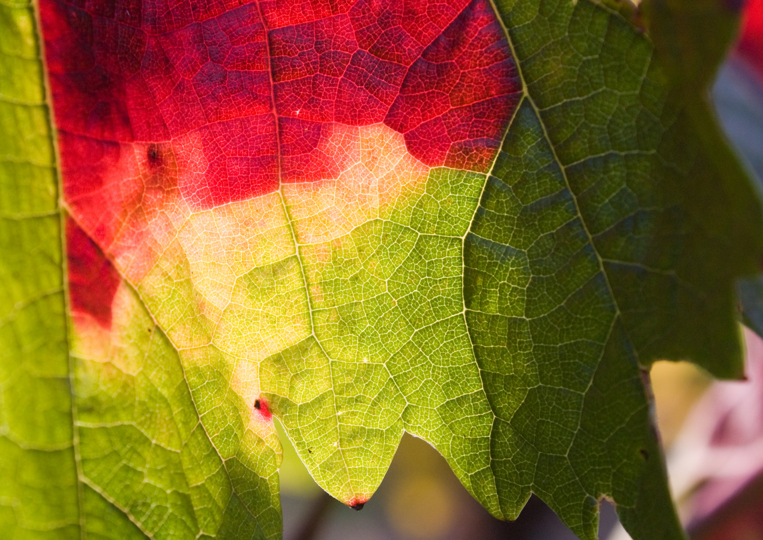 3-Farben Weinblatt