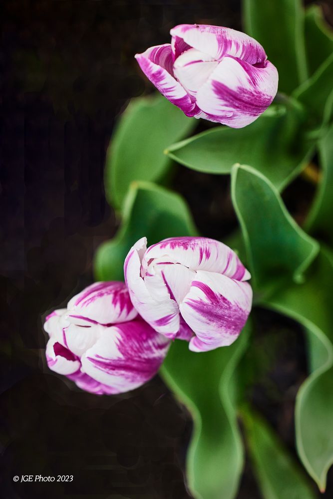 3 farbenfrohe Tulpen im Einklang