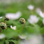 3 Fiddleheads