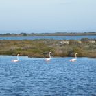 3 flamants roses... se suivant cérémonieusement