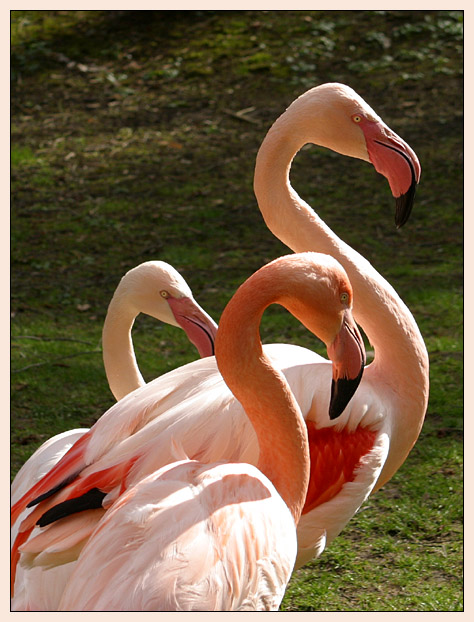 3 Flamingos