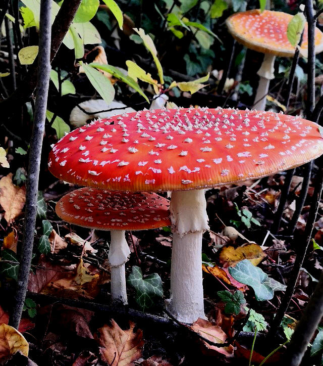 (3) Fliegenpilz (Amanita muscaria)...