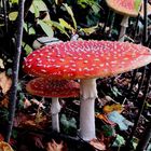 (3) Fliegenpilz (Amanita muscaria)...