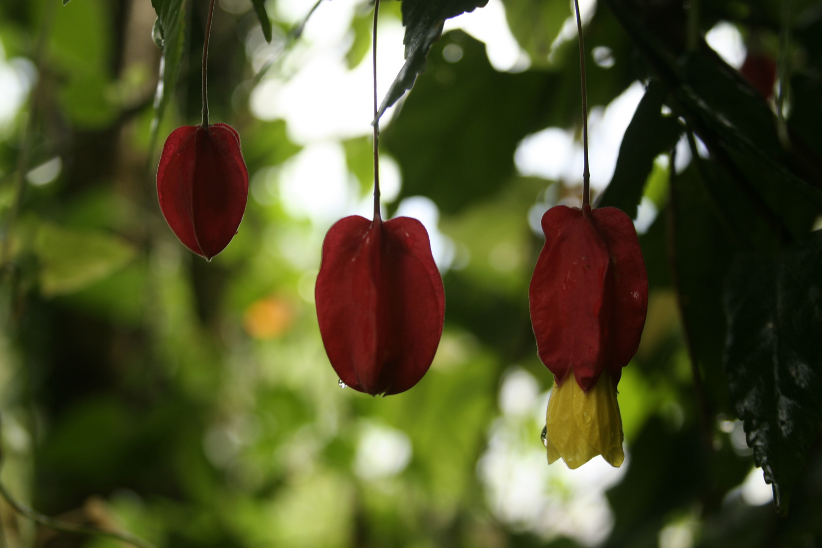 3 flores y flores silvestres