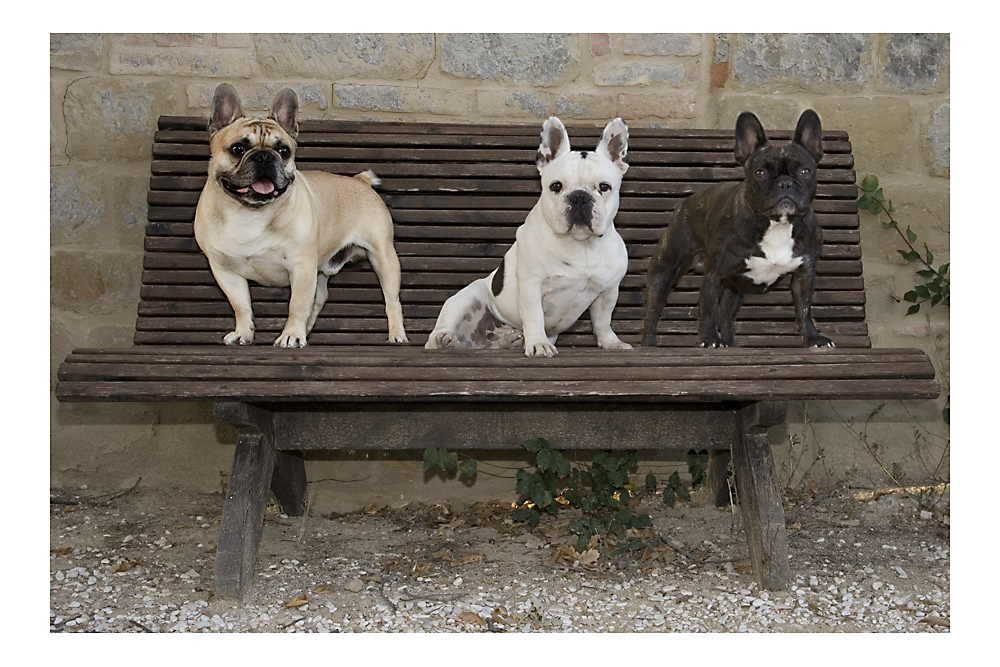 3 französische Bulldoggen aus...