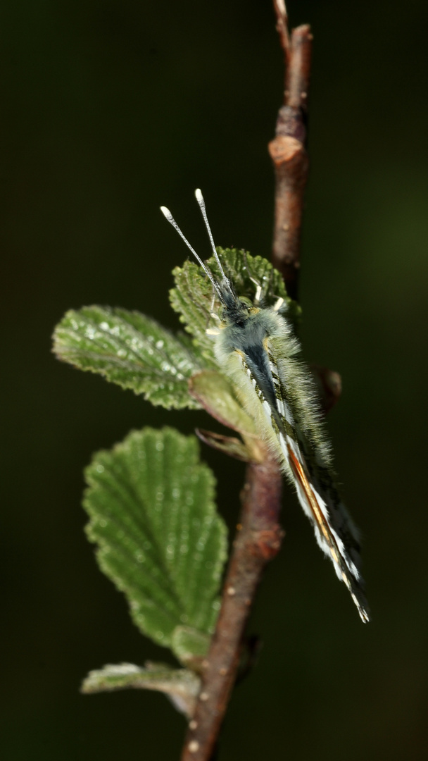 (3) Frühlingsfarben: Ein Aurorafalter-Männchen (Anthochares cardamines) vor dem Jungfernflug!